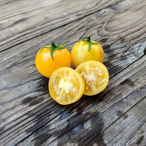Reijna Yellow Micro Dwarf Tomato