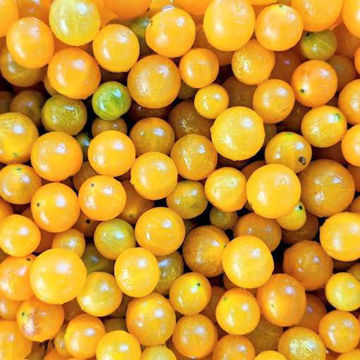 California Druv Bush Tomato California Druv Bush Tomato