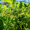 California Druv Bush Tomato