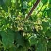 California Druv Bush Tomato