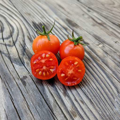 Cereshenka Bush Tomato