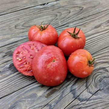 Husky Pink Dwarf Tomato Husky Pink Dwarf Tomato