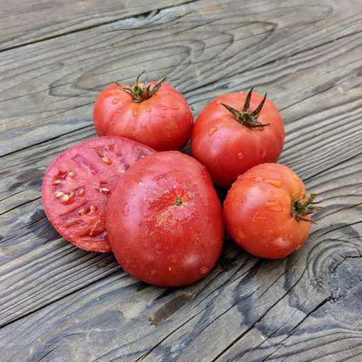 Husky Pink Dwarf Tomato