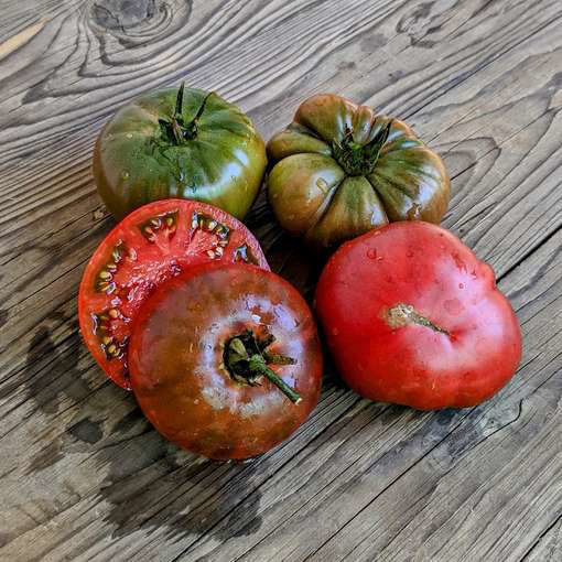 Radinilee Dwarf Tomato