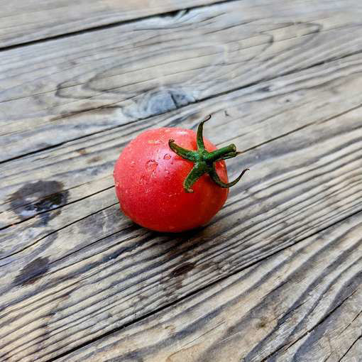 Solokah Dwarf Tomato