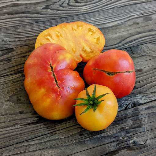 Sunkissed Peach Dwarf Tomato