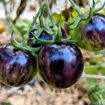 Märchenglanz Cherry Tomato