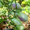 Märchenengel Cherry Tomato