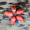 Märchenfee Cherry Tomato