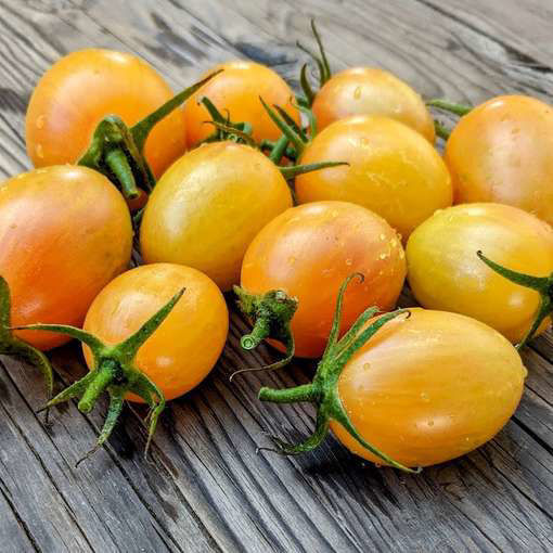 Yellow Taste Cherry Tomato