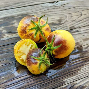 Blues on a Platter Tomato Blues on a Platter Tomato
