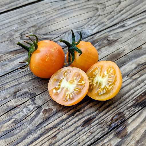 Gialletto Brindisino Longkeeper Tomato