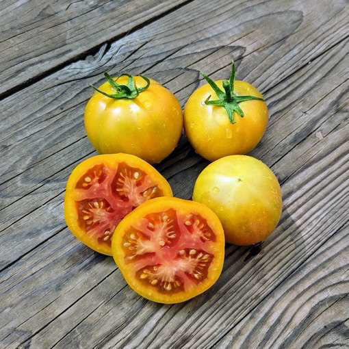 Lolek Longkeeper Tomato