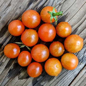 Ambrosia Gold Tomato Ambrosia Gold Tomato