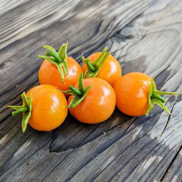 Big Sungold Select Cherry Tomato Big Sungold Select Cherry Tomato