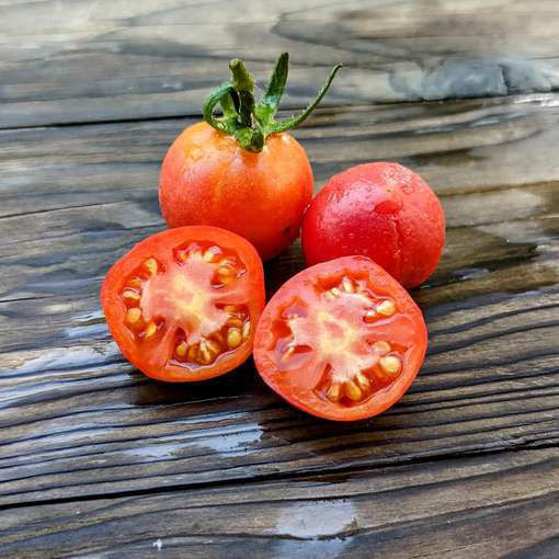 Brandysweet Plum Cherry Tomato