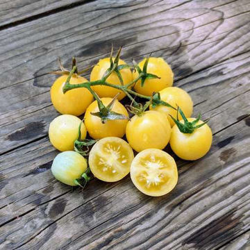 Dr. Carolyn Cherry Tomato Dr. Carolyn Cherry Tomato