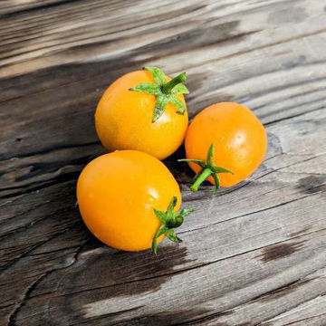 Figiel Cherry Tomato Figiel Cherry Tomato