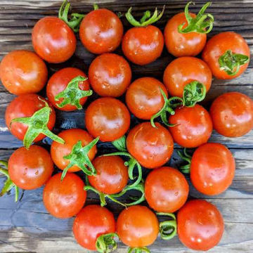 Gardeners Ecstasy Cherry Tomato Gardeners Ecstasy Cherry Tomato