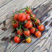 Gardeners Ecstasy Cherry Tomato