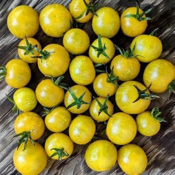 Gobstopper Cherry Tomato Gobstopper Cherry Tomato