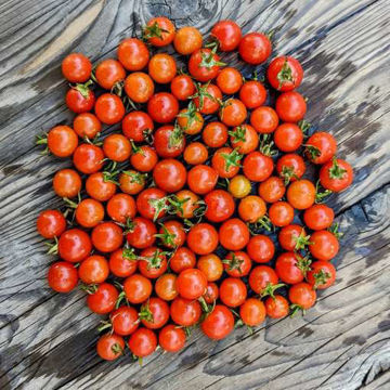 Iva’s Red Berry Cherry Tomato Iva’s Red Berry Cherry Tomato
