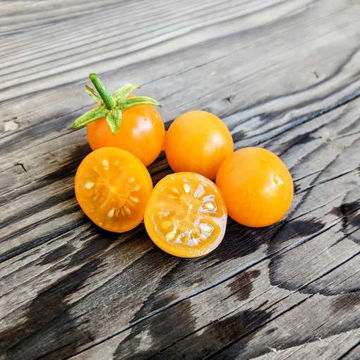 Maddeleine’s Wine Candy Cherry Tomato Maddeleine’s Wine Candy Cherry Tomato