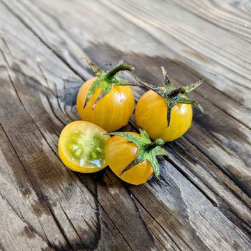 Tim’s Taste of Paradise Cherry Tomato Tim’s Taste of Paradise Cherry Tomato