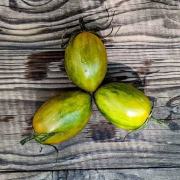 Fuego Verde Paste-Type Tomato Fuego Verde Paste-Type Tomato