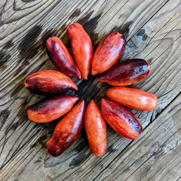 Gourmet Plum Paste-Type Tomato Gourmet Plum Paste-Type Tomato