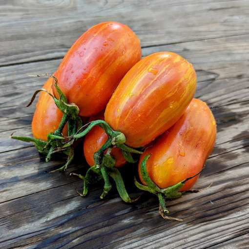Marzano Fire Paste-Type Tomato