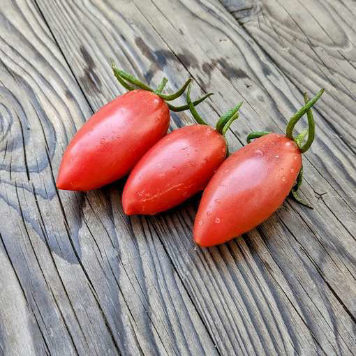 Slivka Gurman Paste-Type Tomato
