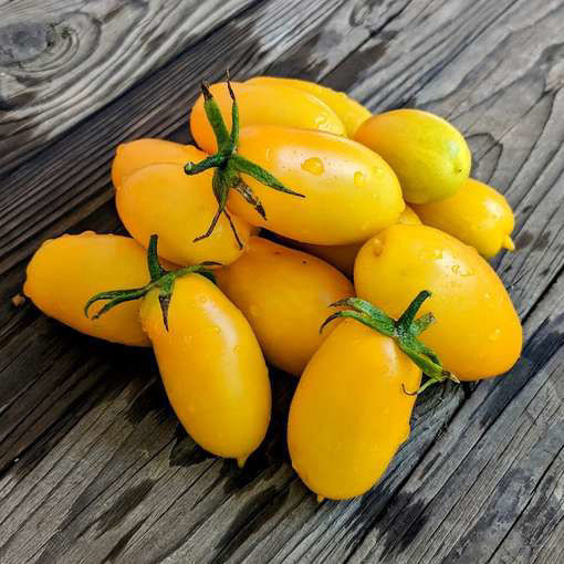 Yellow Icicle Paste-Type Tomato