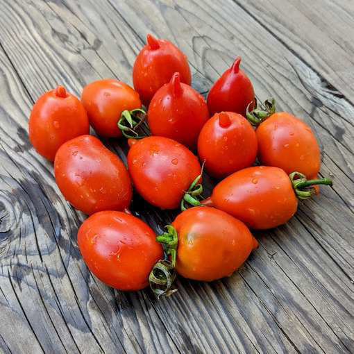 Legenda Tarasenko Cherry Tomato