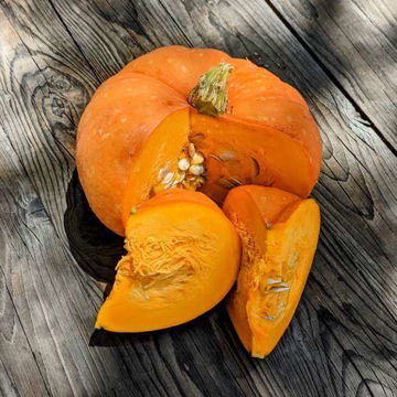 Hopi Orange Hopi Orange