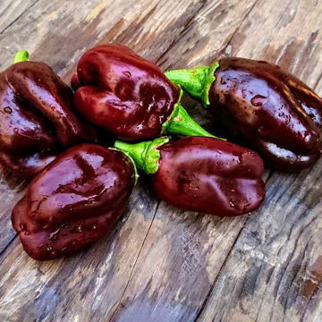 Sweet Chocolate Sweet Pepper Sweet Chocolate Sweet Pepper