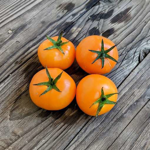 Utyonok Micro Dwarf Tomato