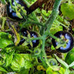 Zimmertomate Blau Micro Dwarf Tomato