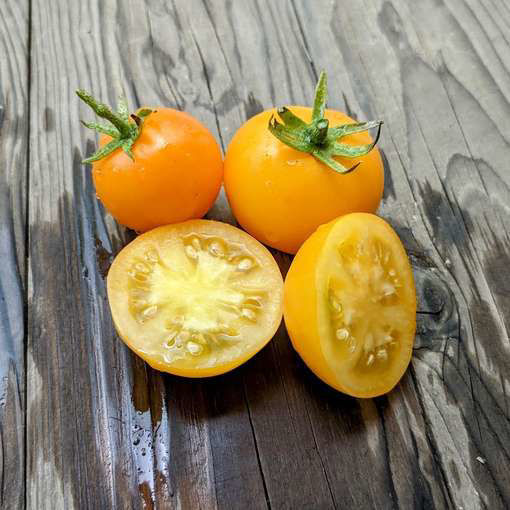 Solguld Bush Tomato