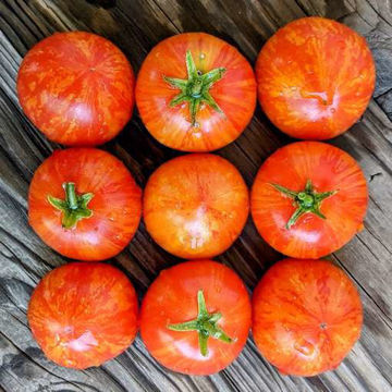 Pixie Striped Dwarf Tomato Pixie Striped Dwarf Tomato