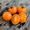 Orange Pixie Dwarf Tomato