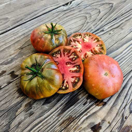 Boronia Dwarf Tomato