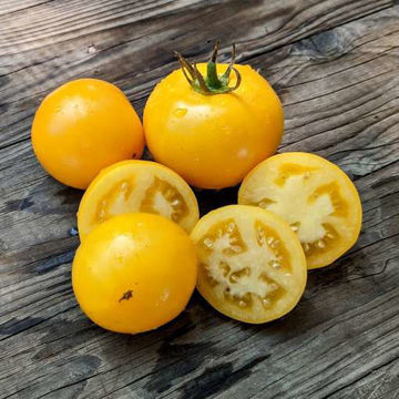 Dakota Gold Tomato Dakota Gold Tomato