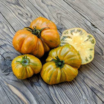 Kozula 179 Beefsteak Tomato Kozula 179 Beefsteak Tomato