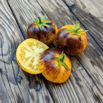 Stripes of Yore Tomato Stripes of Yore Tomato