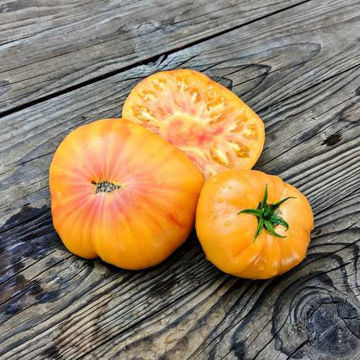 Hazel Mae Beefsteak Tomato Hazel Mae Beefsteak Tomato