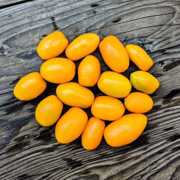 Sosulechka Paste-Type Tomato Sosulechka Paste-Type Tomato