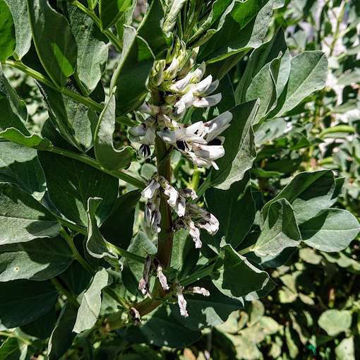 Grebo Broad Bean Grebo Broad Bean