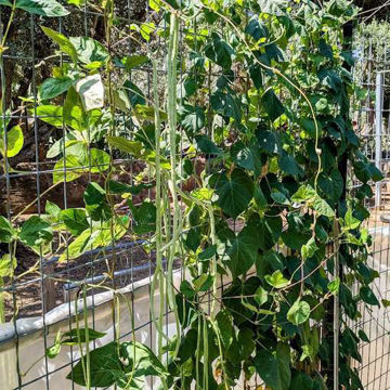 Tapir Long Bean Tapir Long Bean