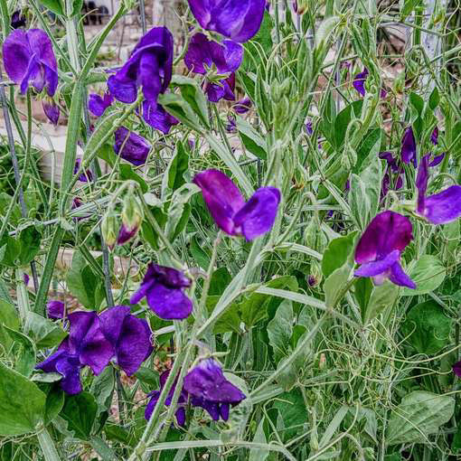 Lord Nelson-Meraki Seeds